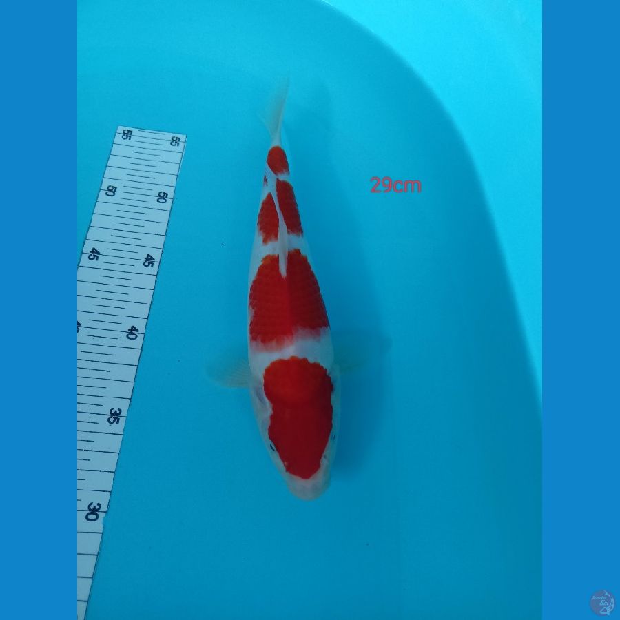 kohaku 29 cm