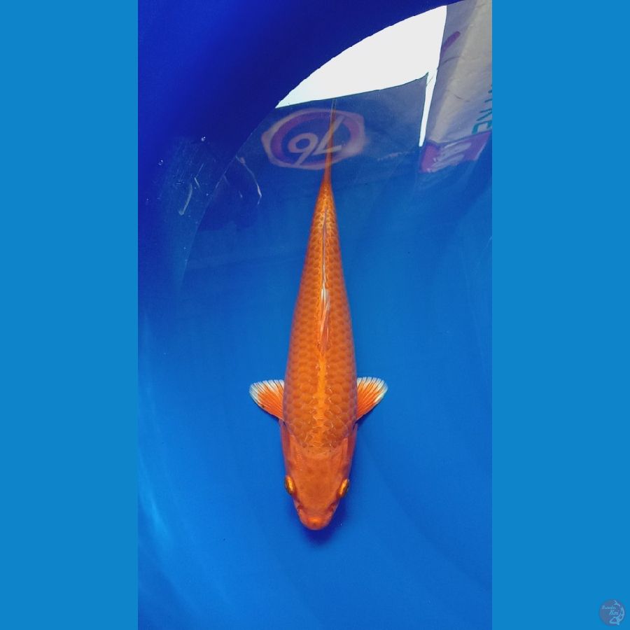 orange ogon SQ 25 cm 
