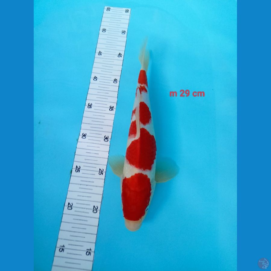 kohakhu male 29