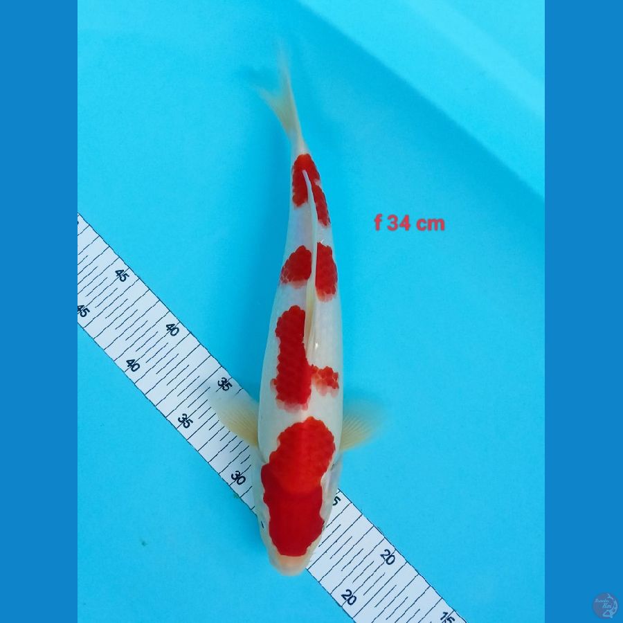 kohaku fimale 34 cm