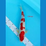 kohaku fimale 34 cm 