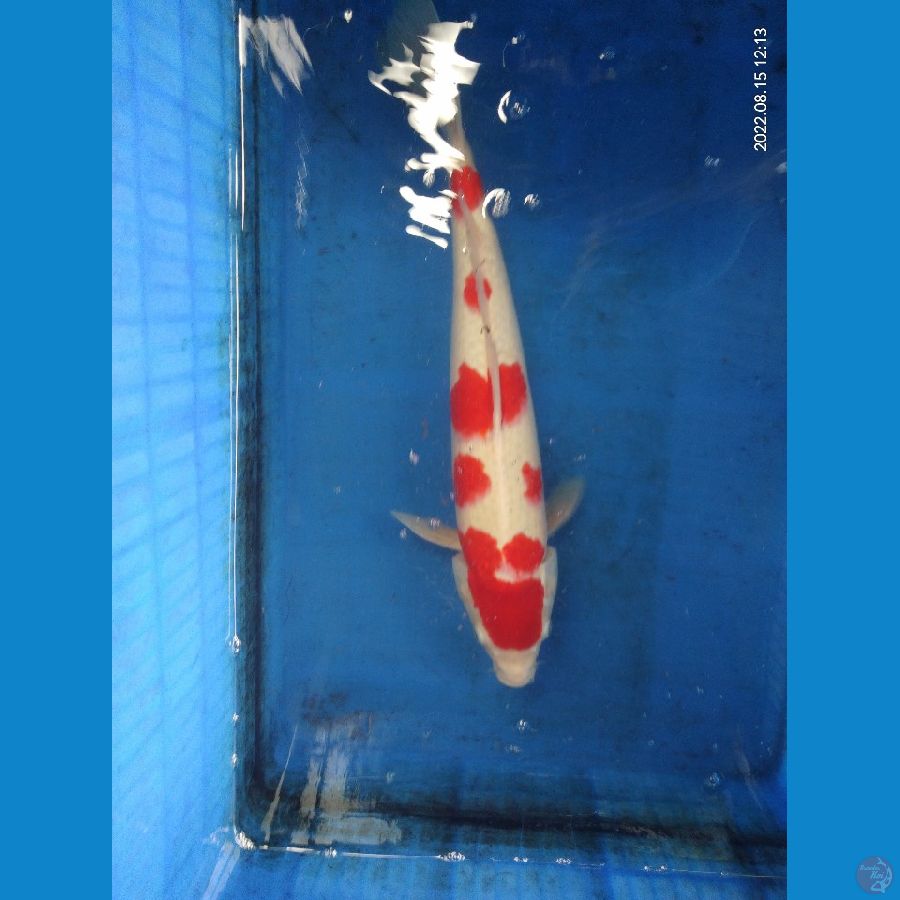 Kohaku 45cm.male