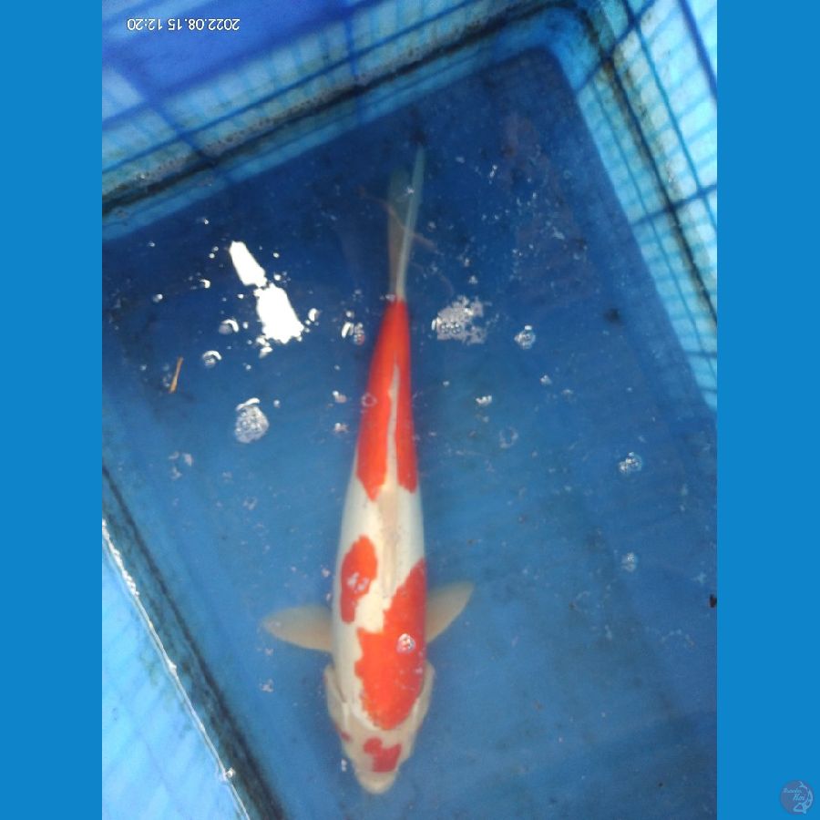 Kohaku doitsu murni 44cm.male