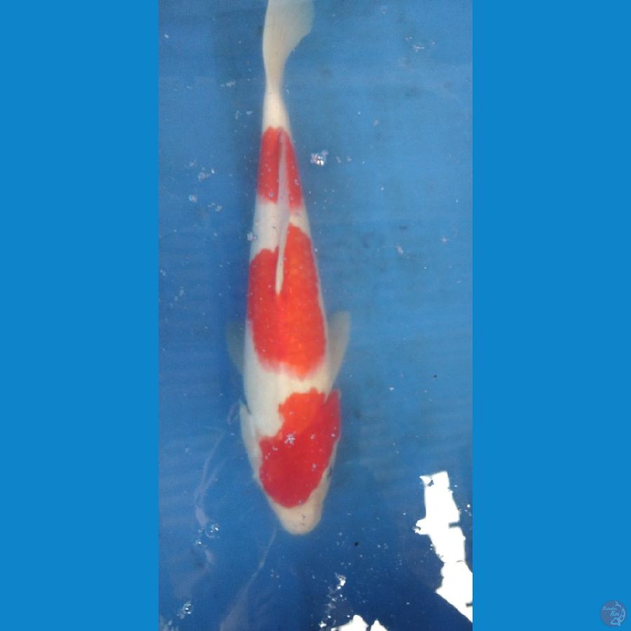 35cm.kohaku 3step