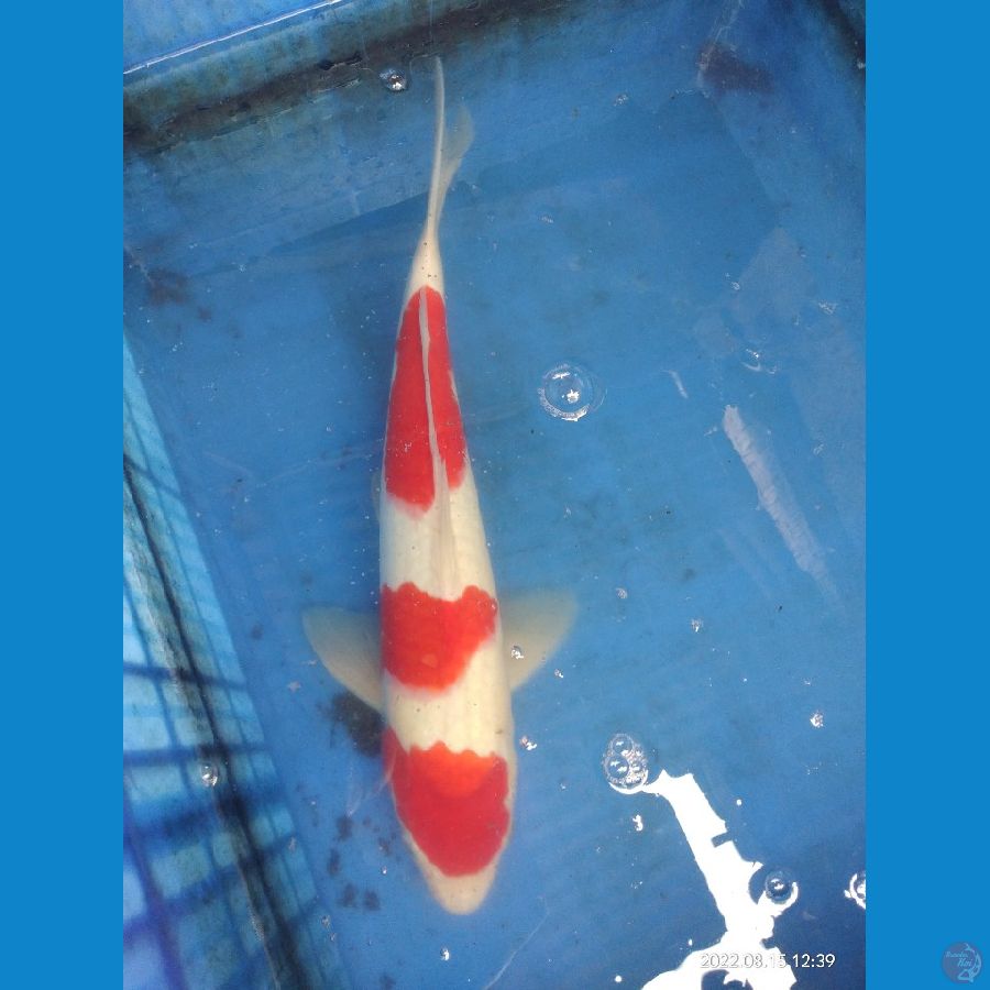 37cm.kahaku 3step male