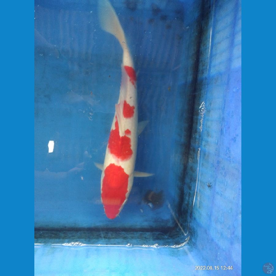 36cm kohaku