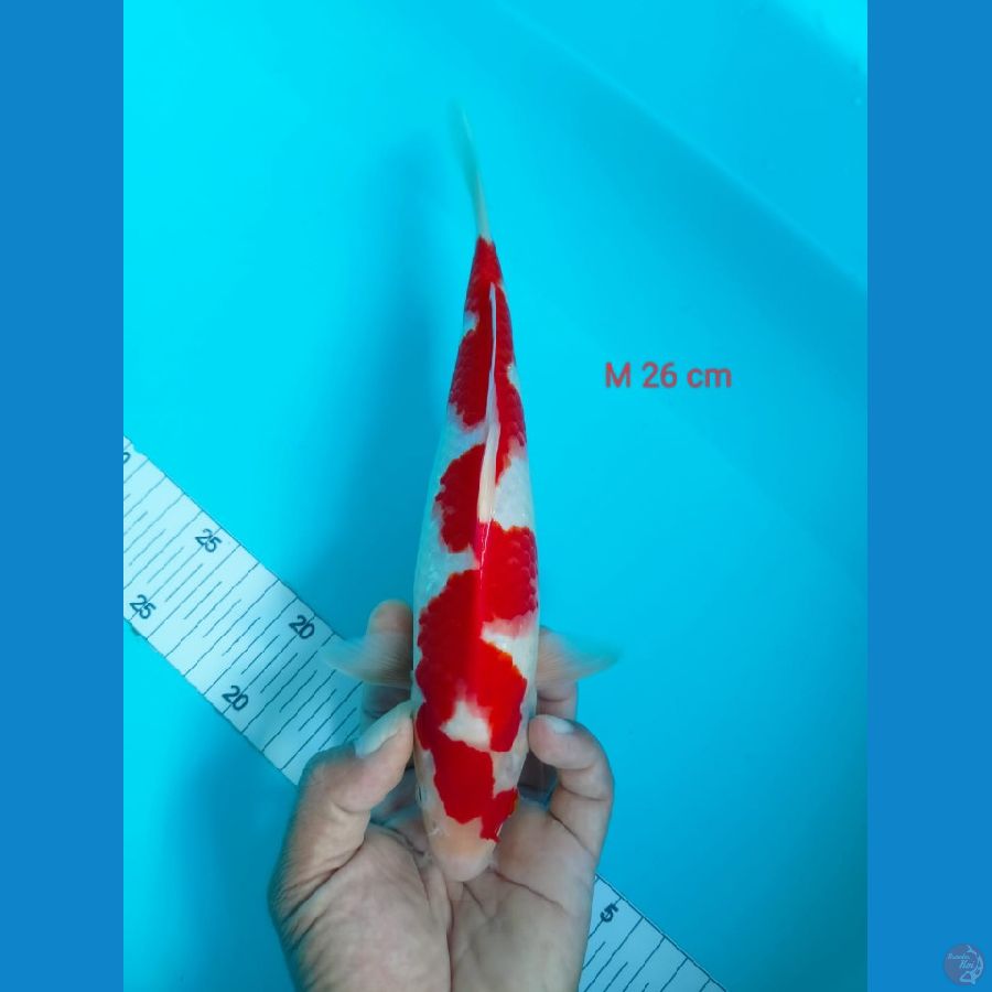 KOHAKU 26cm