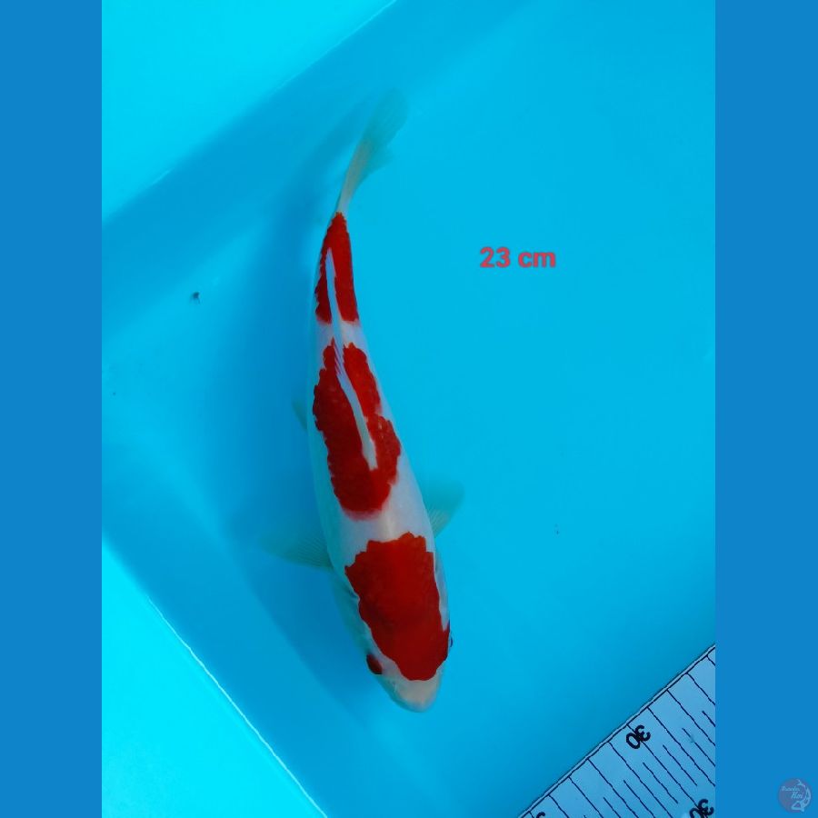 kohaku 23 cm Bully