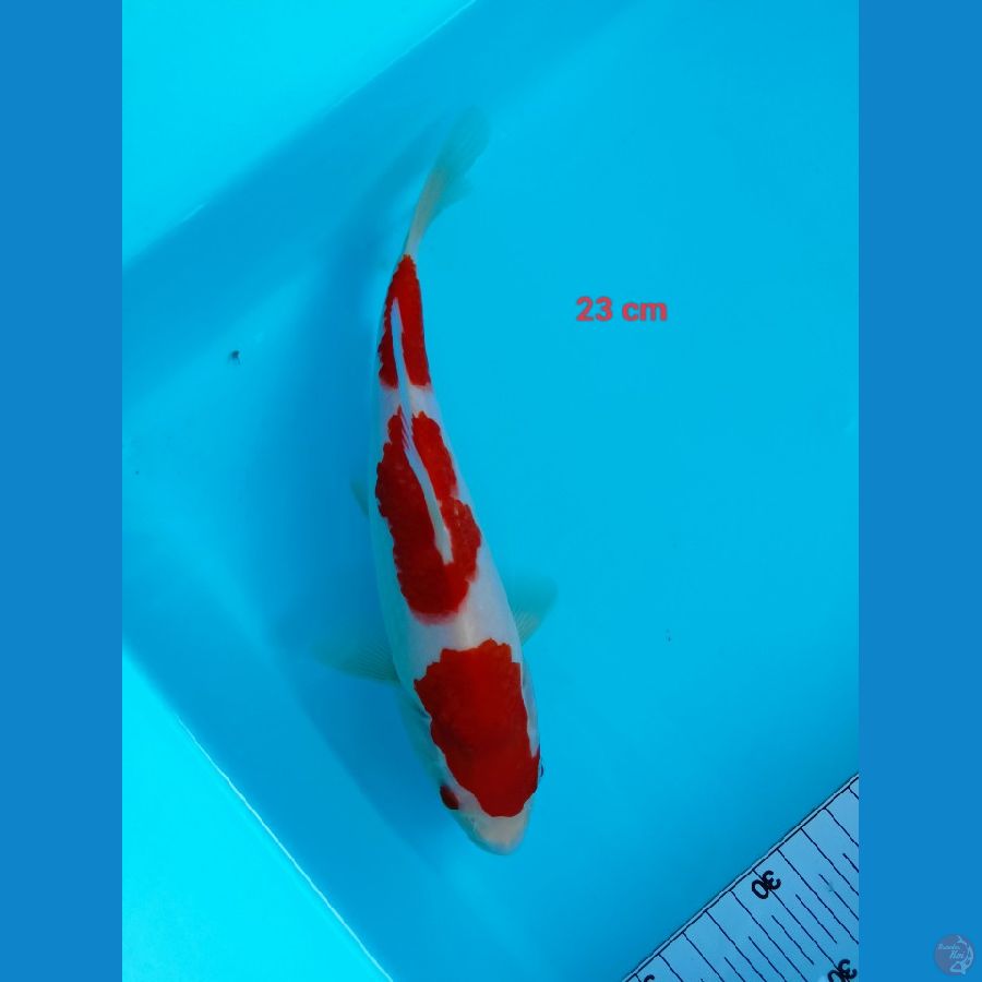 kohaku 23 cm Bully 