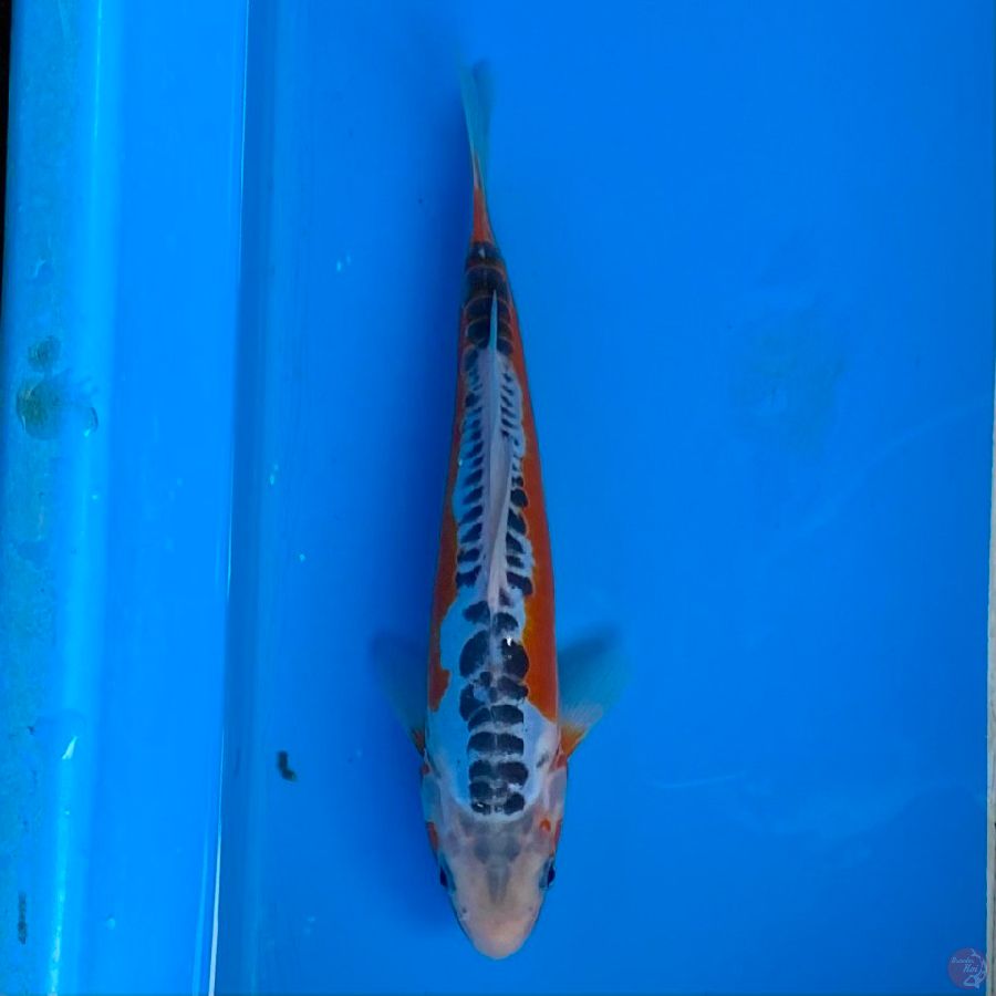 shusui
