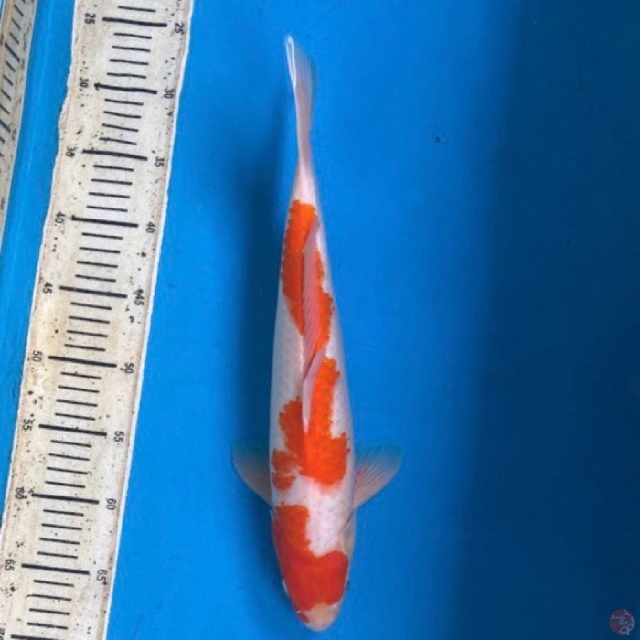 Kohaku jantan 40cm