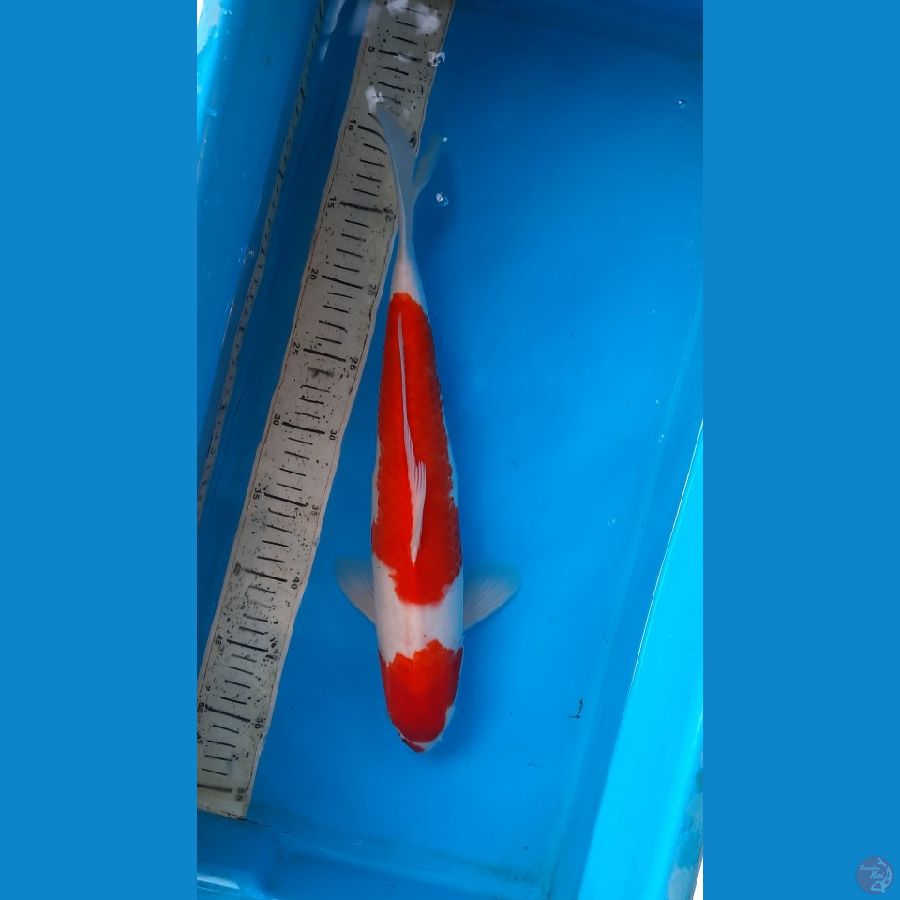 kohaku