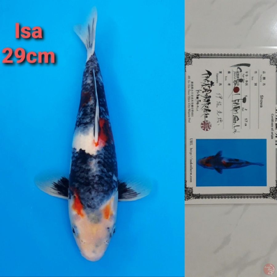 ISA SHOWA 29CM