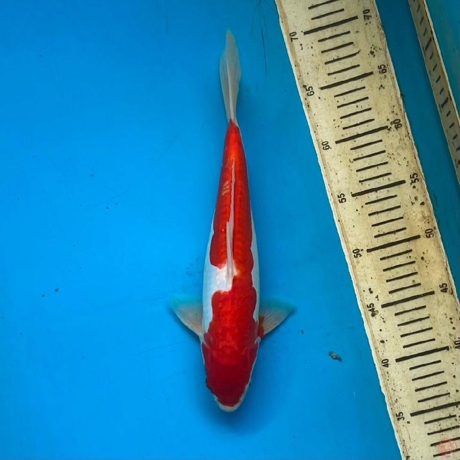 kohaku aragoke 32cm Male