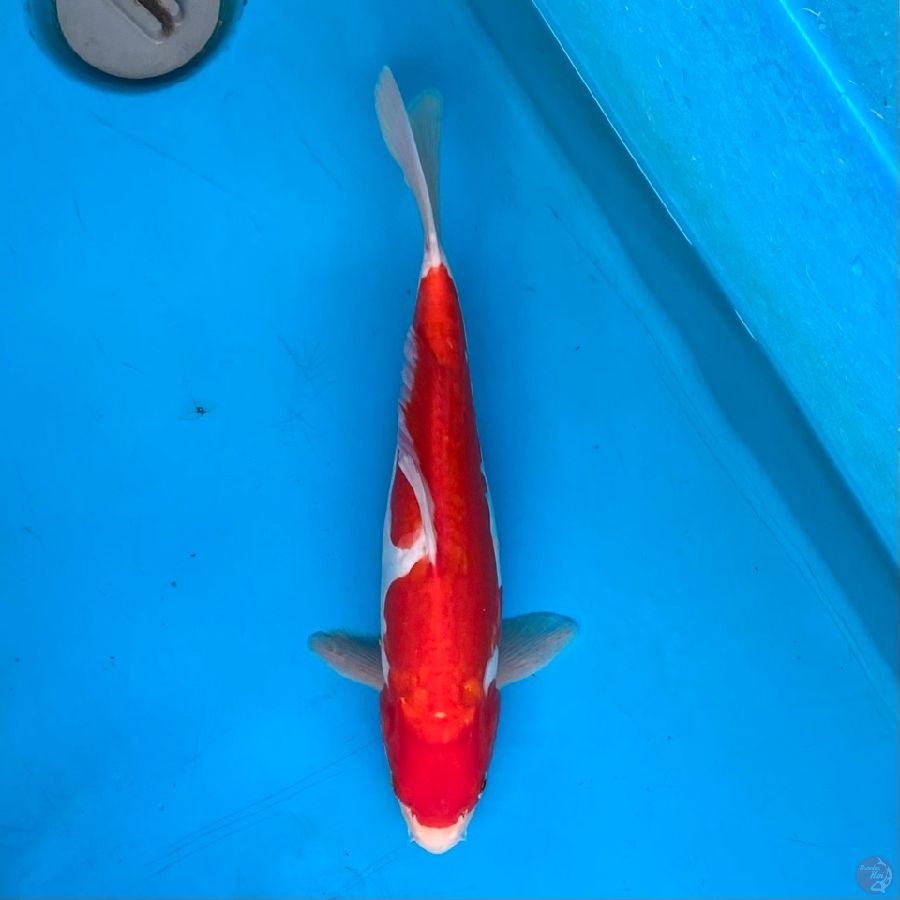 kohaku aragoke 30cm Female