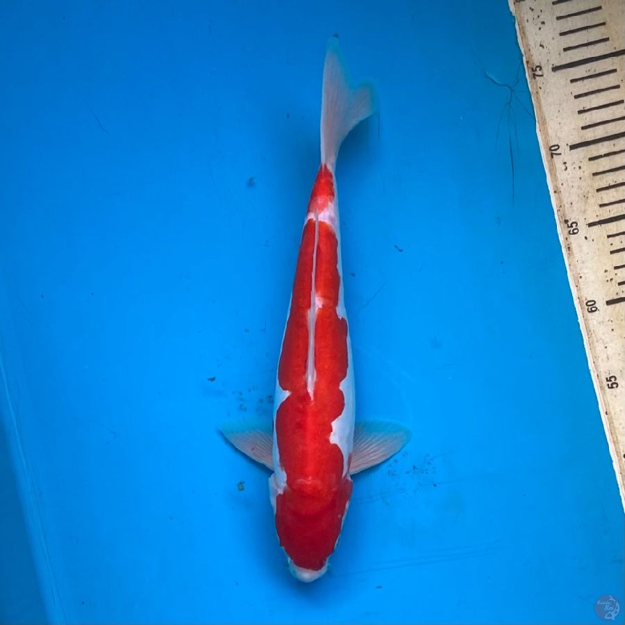 kohaku aragoke 33cm Male