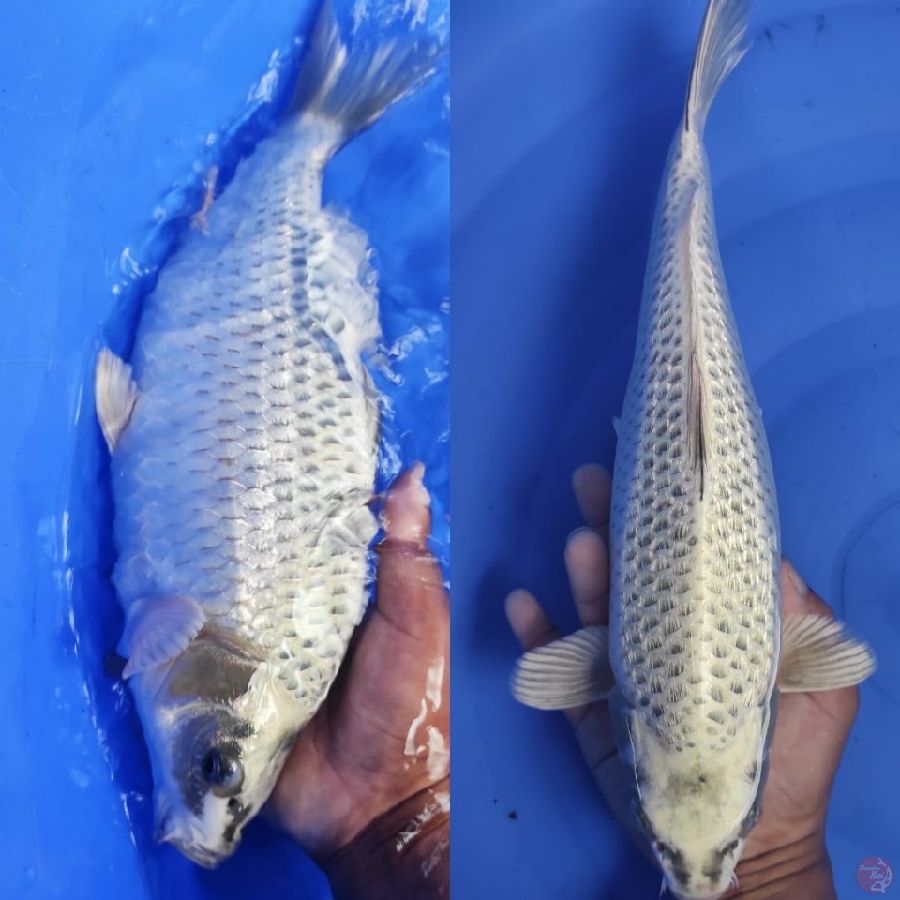 mukasi ginrin putih bersih munuk //34cm