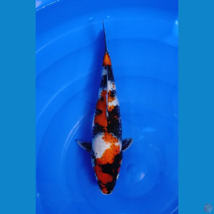 showa 31cm