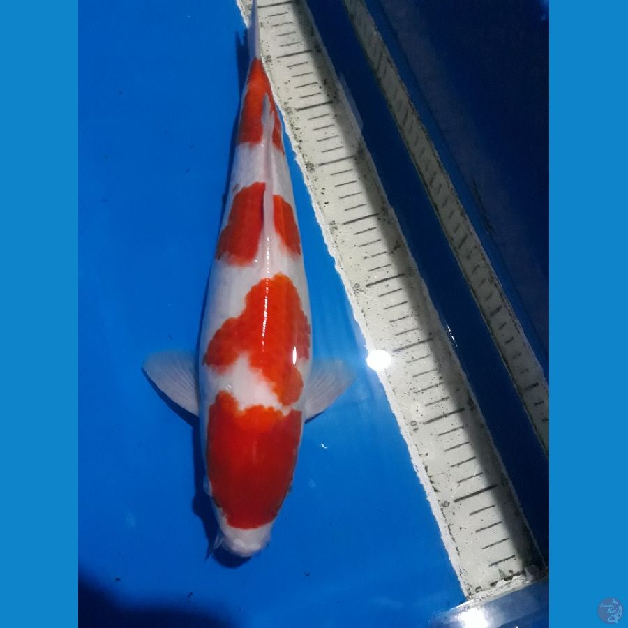 MALE - KOHAKU ORI 40BU