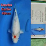 JUMBO OKAWA TANCHO SANKE 48CM