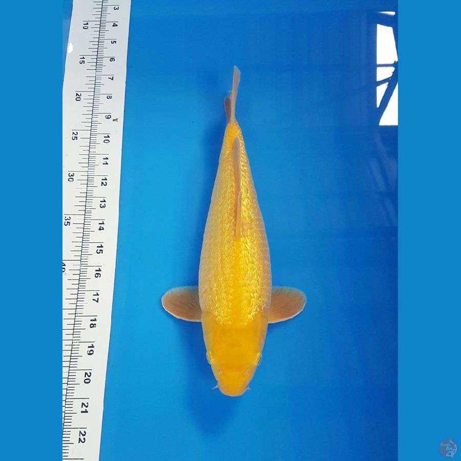 GINRIN BAGUS ANAKAN CARAMEL BULKI 33 CM MALE