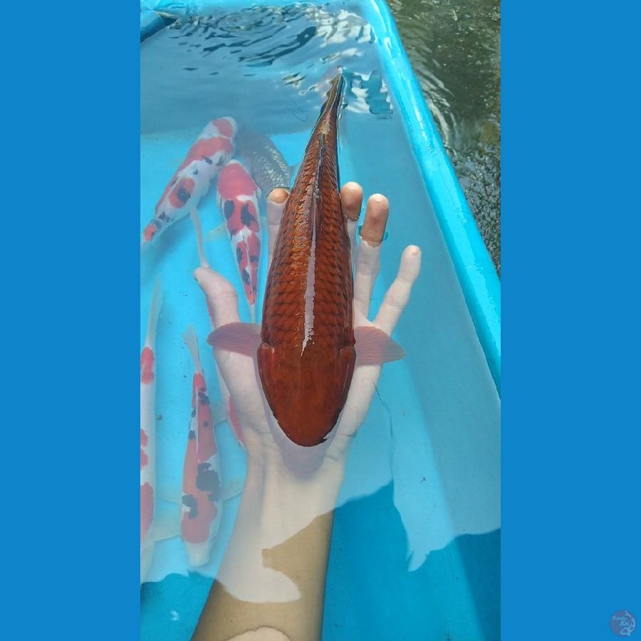 chagoi tembaga 30cm