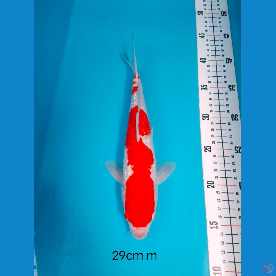 KOHAKU GINRIN 29 CM MALE