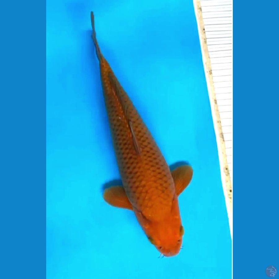 Caghoi Tembaga