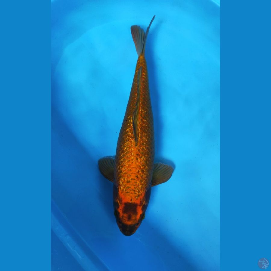 MUKASHI ORANGE BLACK GINRIN 40CM