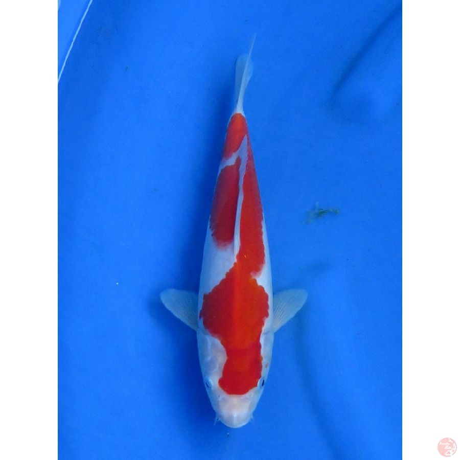 28cm , Inazuma Kohaku Ori 