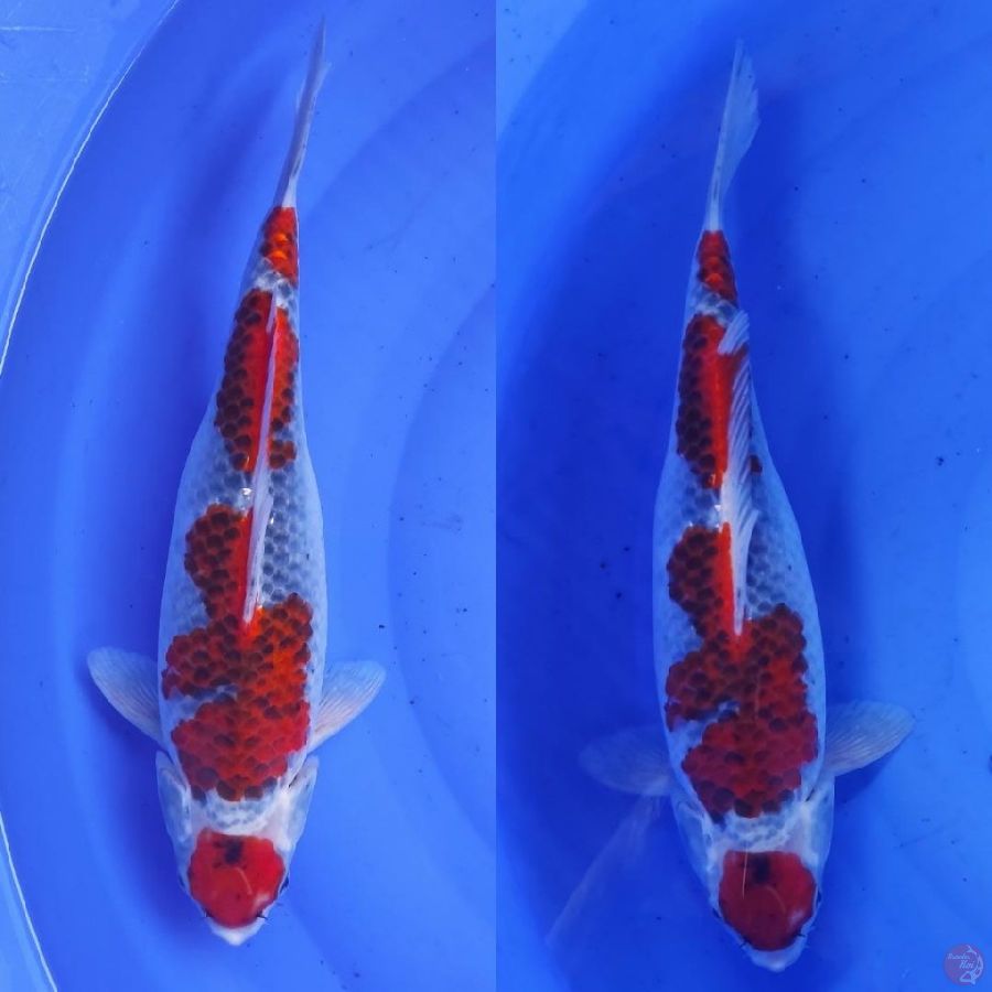 2.ghosiki maruten ///36cm