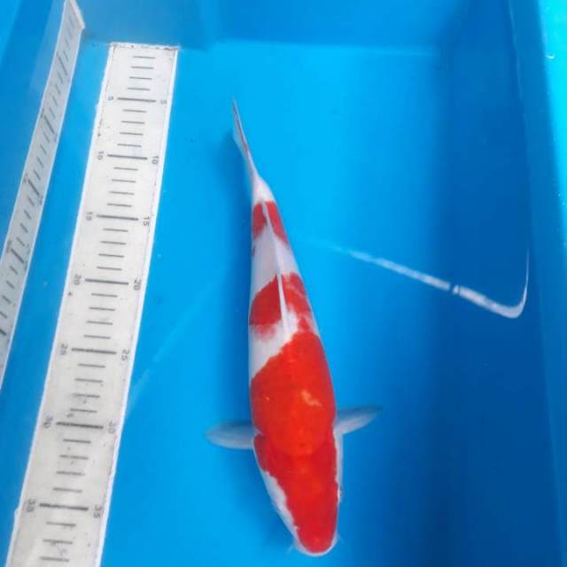 Kohaku red strong oryginal