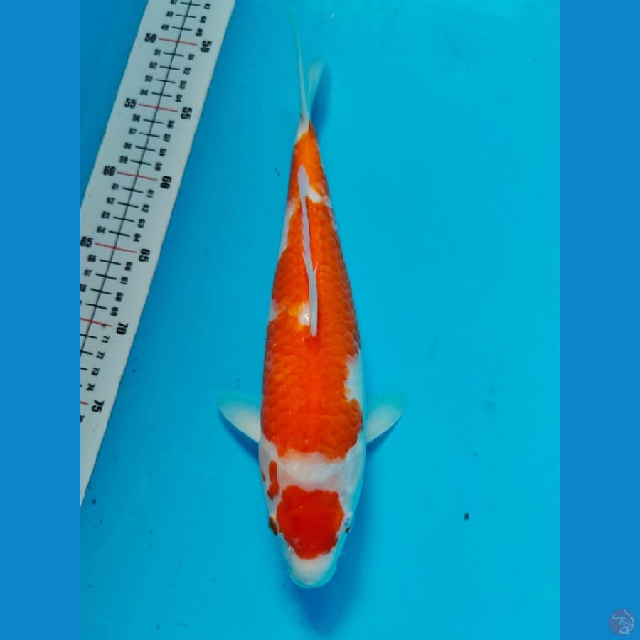 maruten kohaku 32cm 