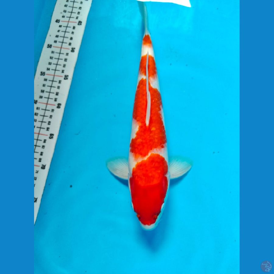 kohaku male 35cn