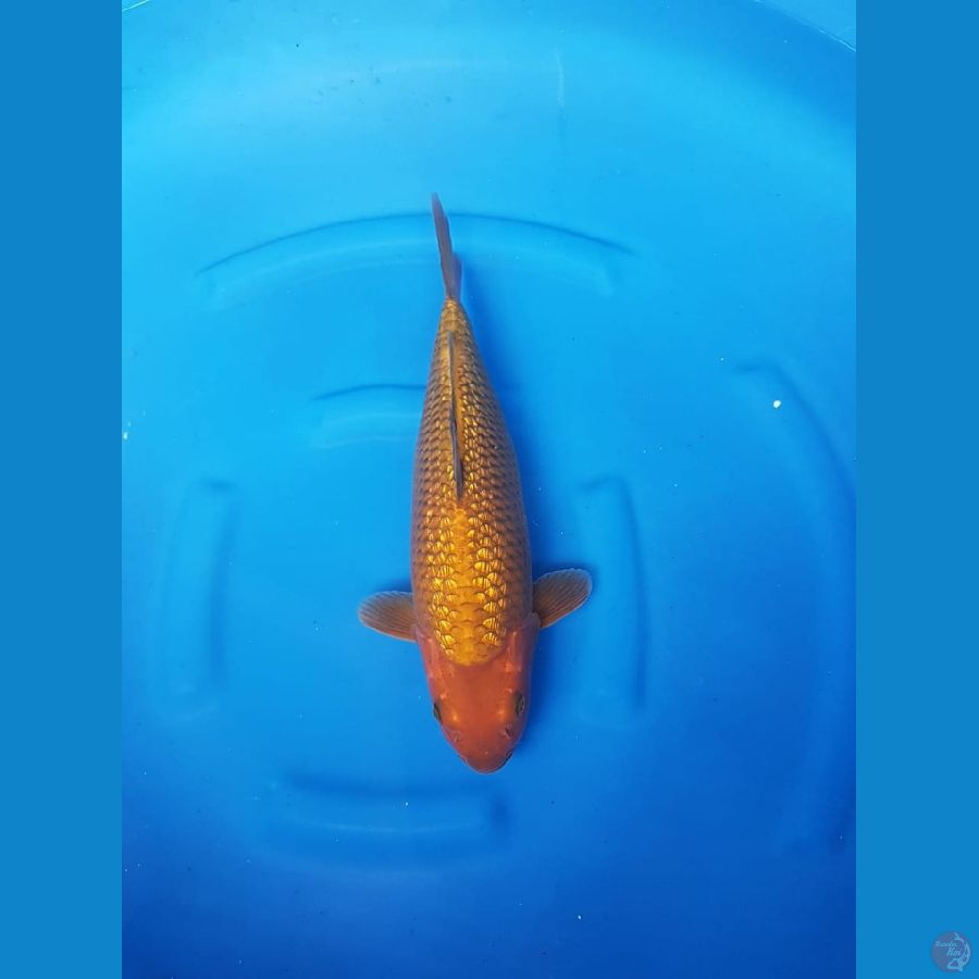 Chagoi fuull ginrin bulky 38cm