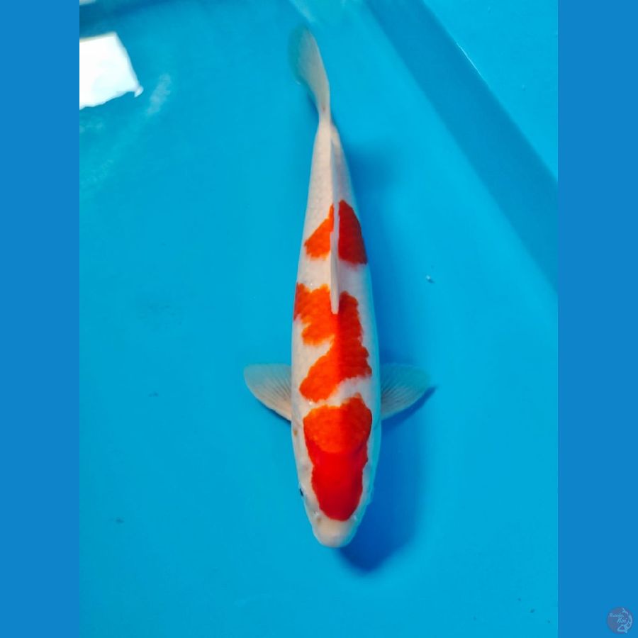 sandan kohaku male 37cm 