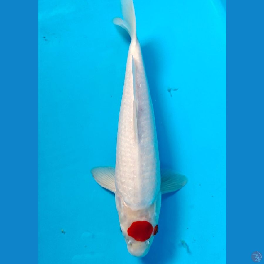 tanco kohaku 34cm male