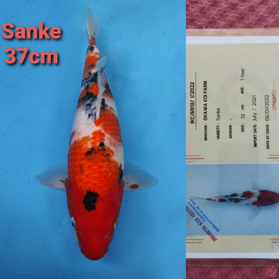 OKAWA SANKE 37CM SERTI