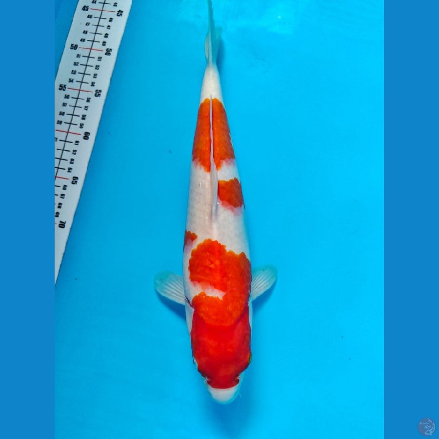 kohaku 38cm 