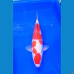 lelang jumbo kohaku ori 43 cm 