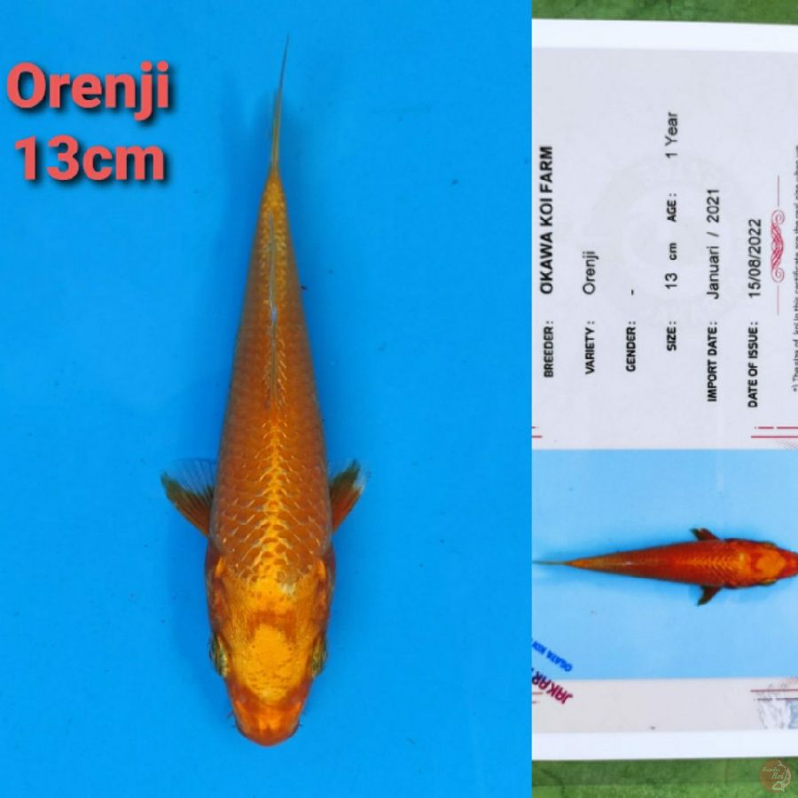 OKAWA ORENJI 13CM SERTI