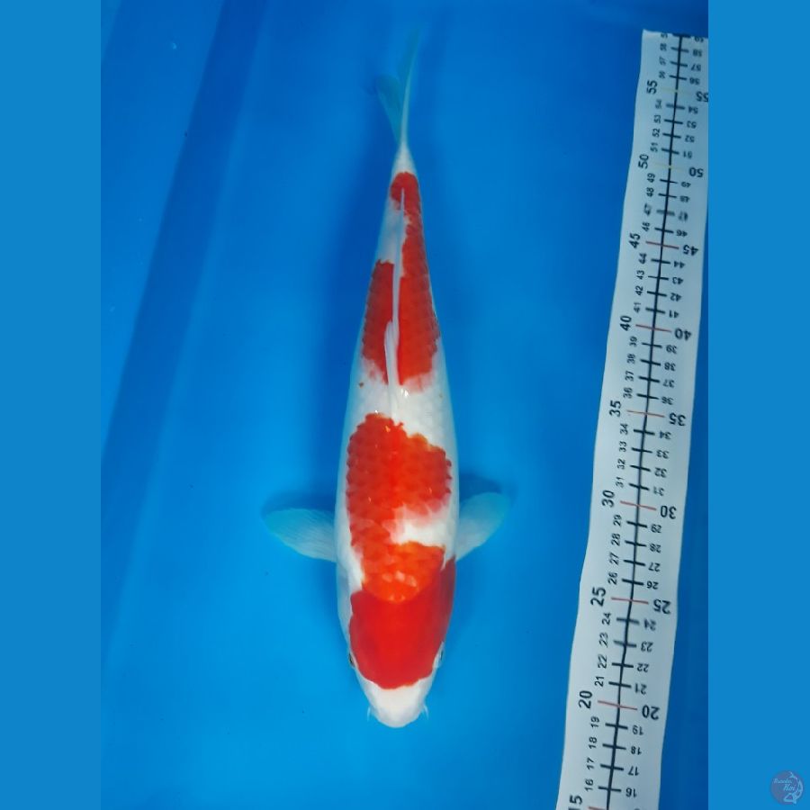 kohaku F 35