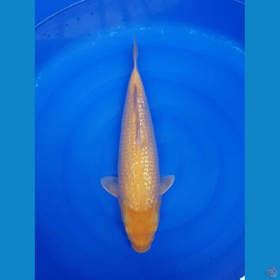 Karasi jumbo 43cm male
