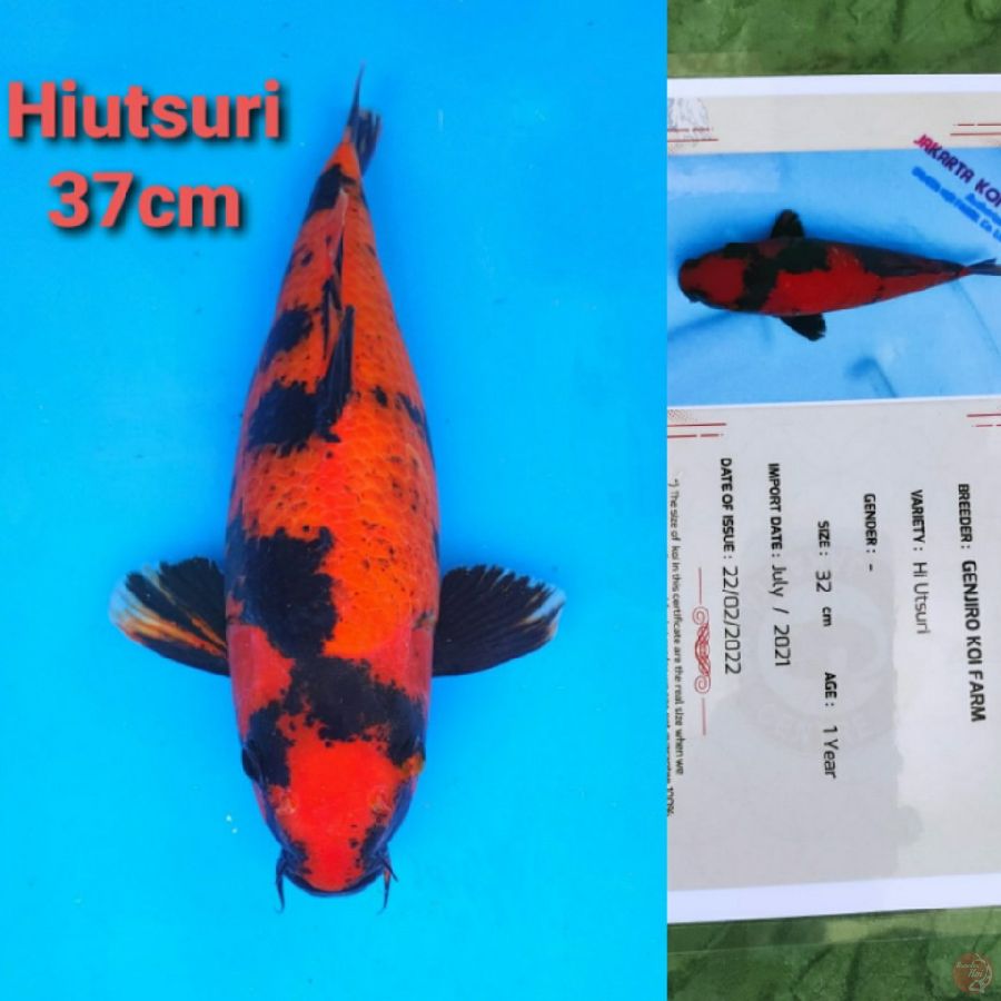 GENJIRO HIUTSURI 37CM