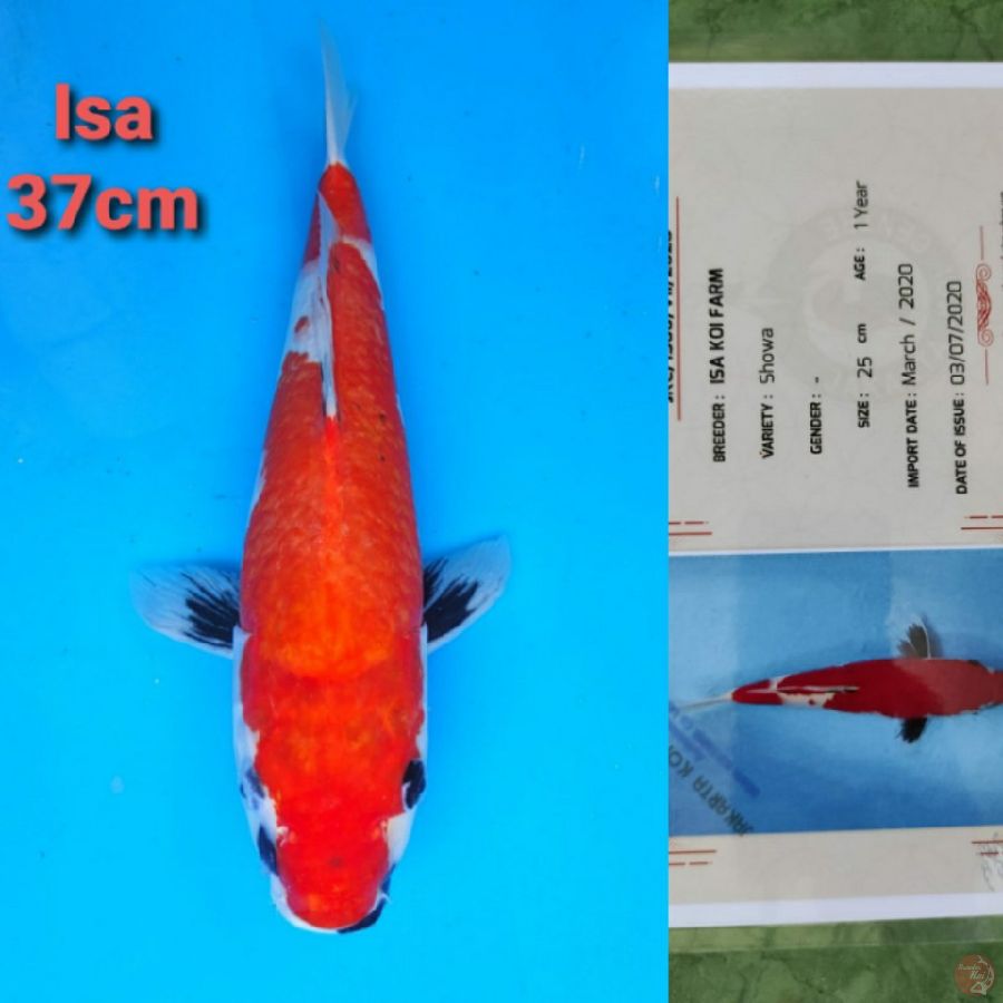 ISA SHOWA 37CM SERTI