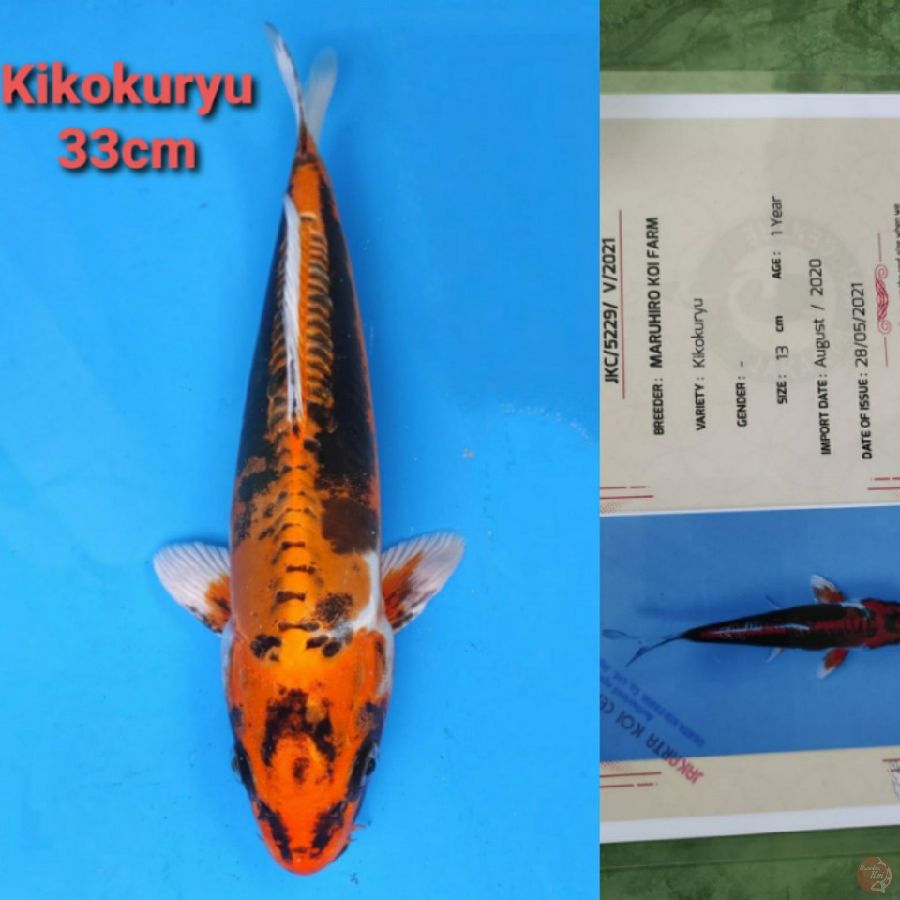 MARUHIRO KIKOKURYU 33CM SERTI