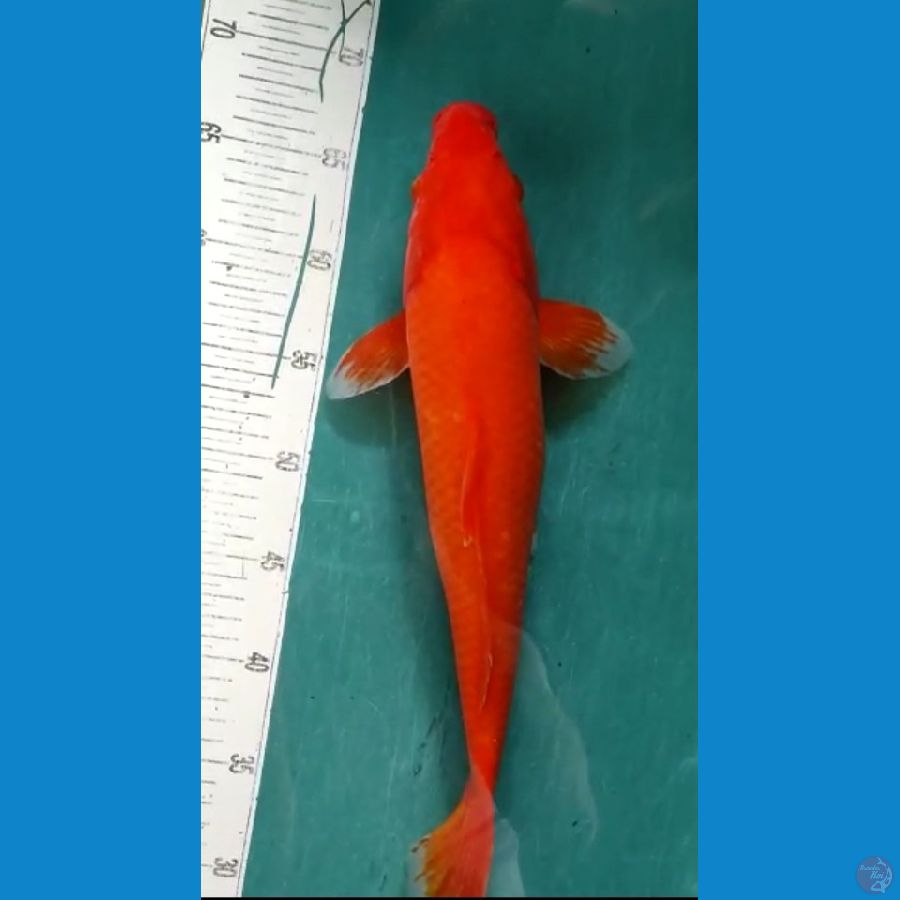 akahajiro super red 40cm male 