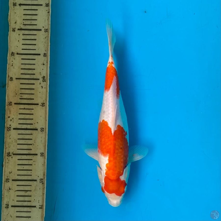 ai korino F 34cm