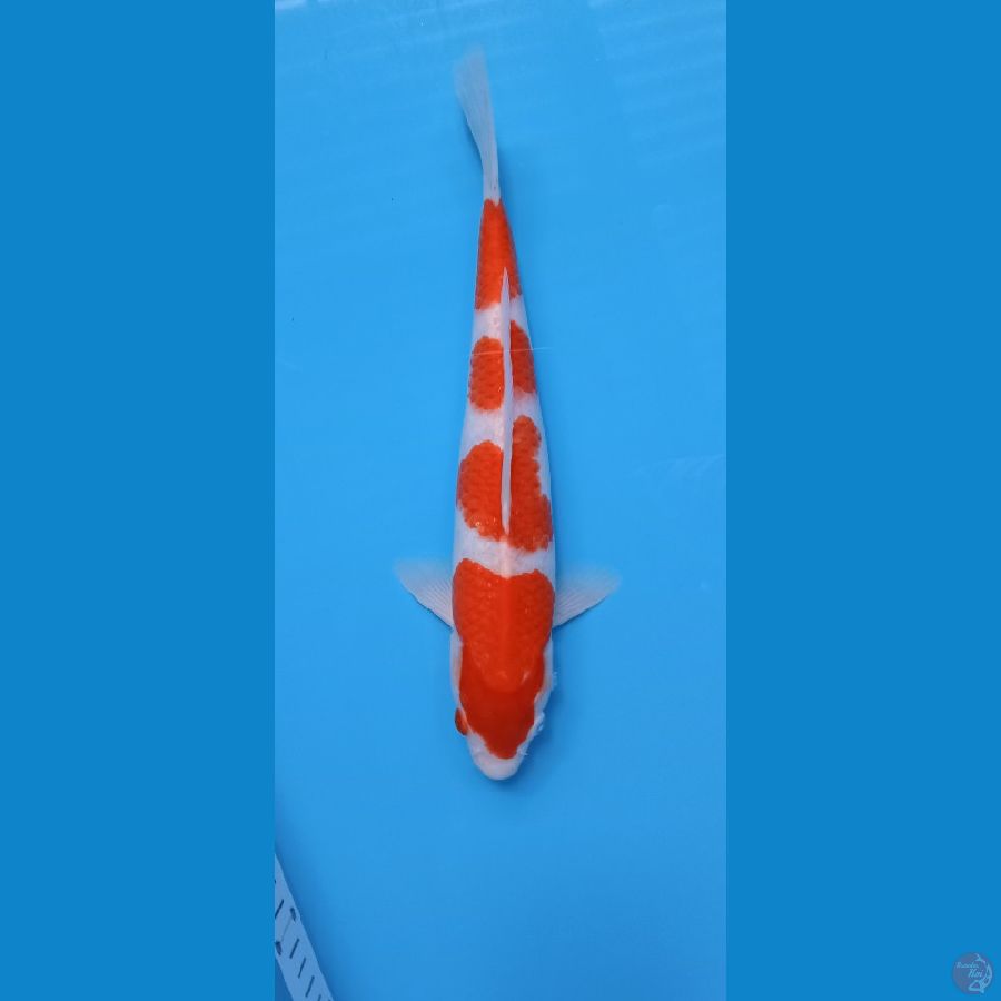 KOHAKU 32CM