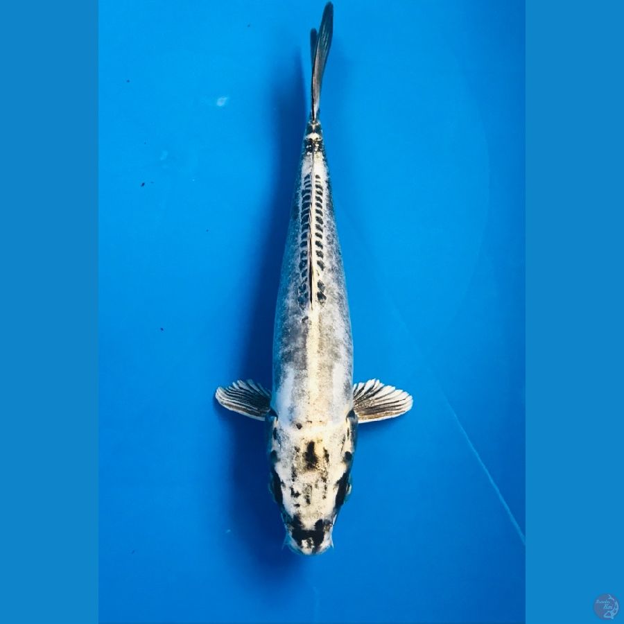 gin kikokuryu 22cm